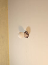 Eklipso Plum Blossom Sconce