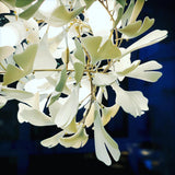 Carias Ceramic Ginkgo Chandelier Large