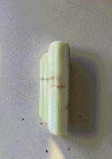 Walljewel Wall Sconce